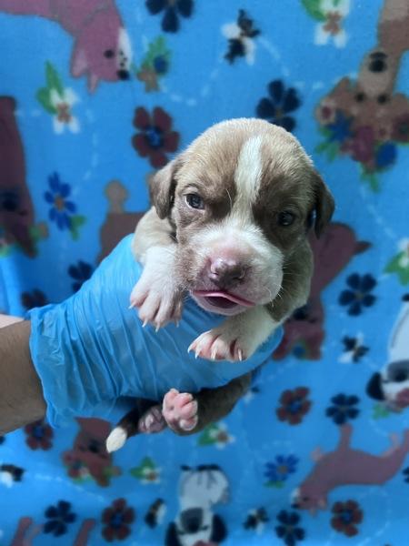 Enlarge Peridot, a Adoptable mixed breed in San Gabriel, CA image 4/4