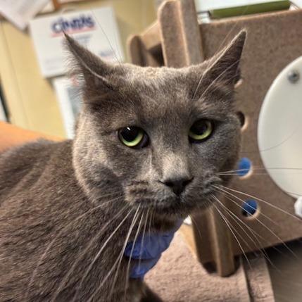 Lola, Adoptable, Adult Female Domestic Short Hair.