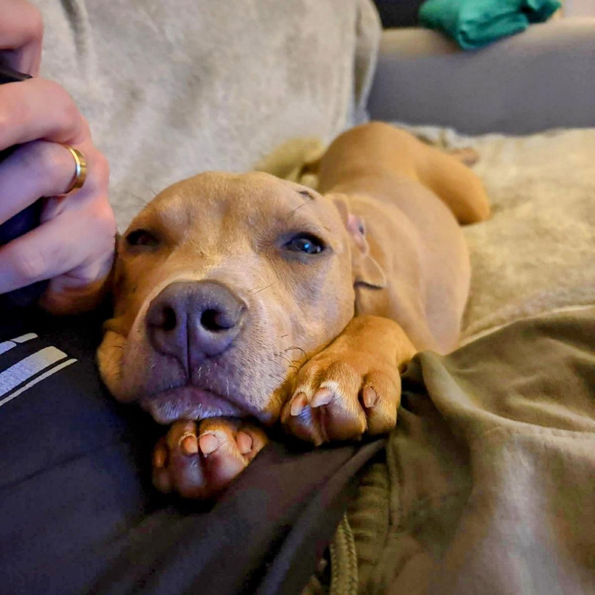 Enlarge Dobby, a Adopted Pit Bull Terrier in Oakland, CA image 1/3