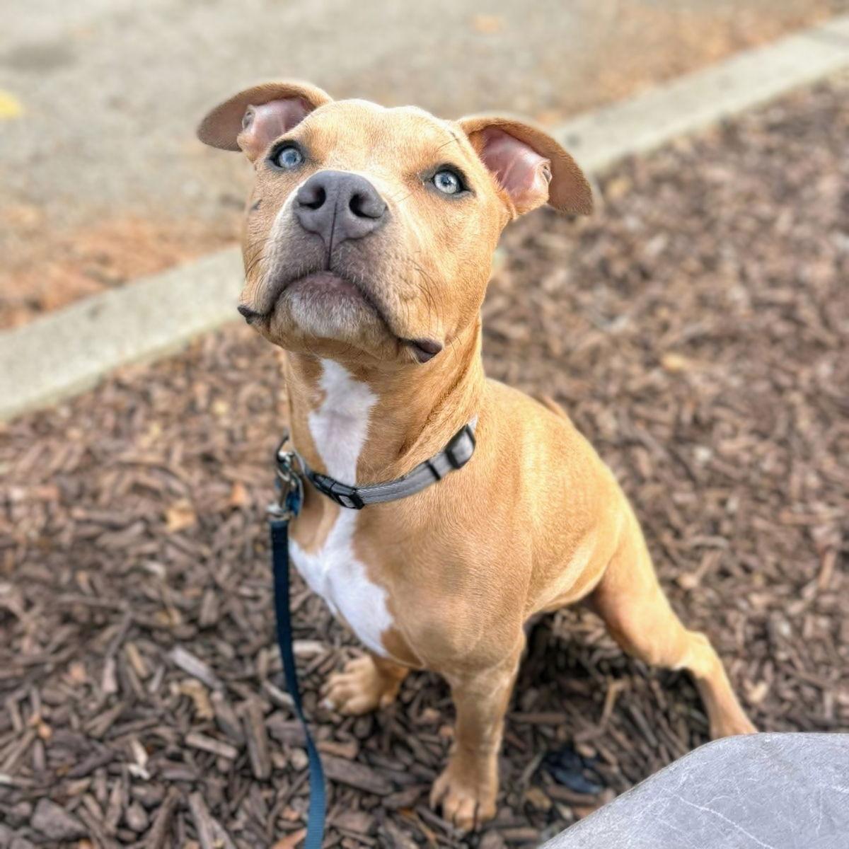 Enlarge Dobby, a Adopted Pit Bull Terrier in Oakland, CA image 2/3