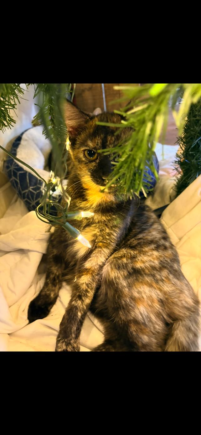 Oak, Adopted, Kitten Female Domestic Short Hair.