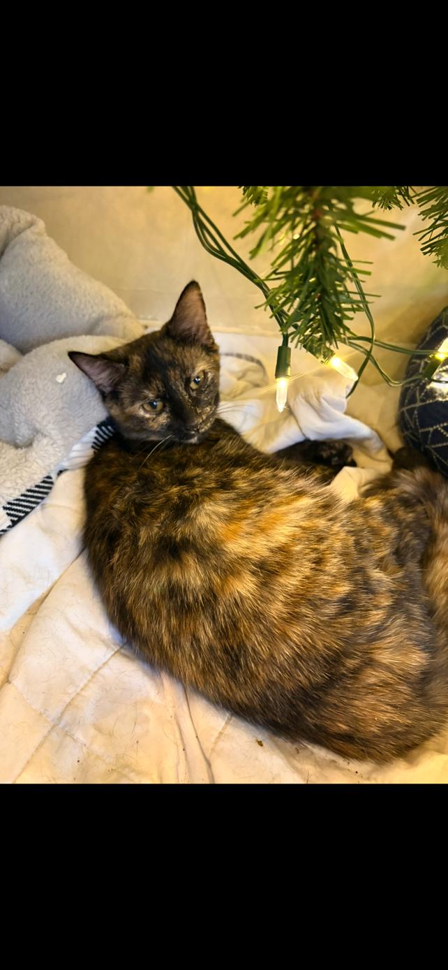 Enlarge Oak, a Adopted Domestic Short Hair in Elkins, WV image 2/2