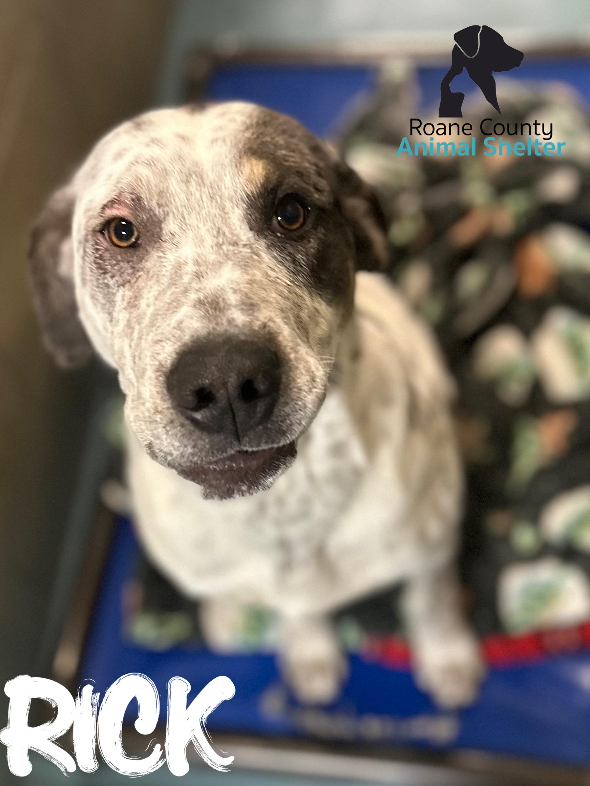 Rick, ADOPTABLE, Young Male Hound.