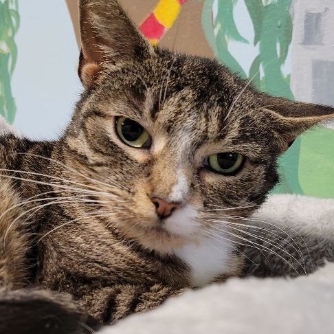 Figgy Pudding, a Adoptable Domestic Short Hair in Tioga, PA image 1/6