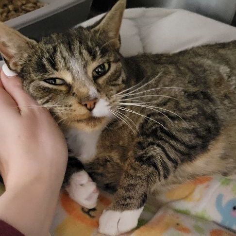 Figgy Pudding, a Adoptable Domestic Short Hair in Tioga, PA image 3/6