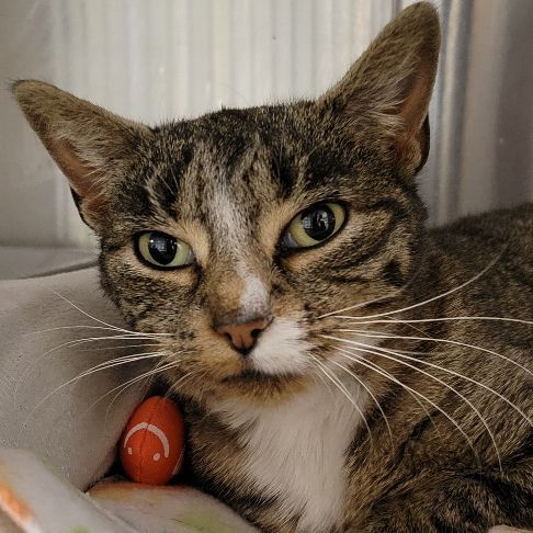 Figgy Pudding, a Adoptable Domestic Short Hair in Tioga, PA image 4/6