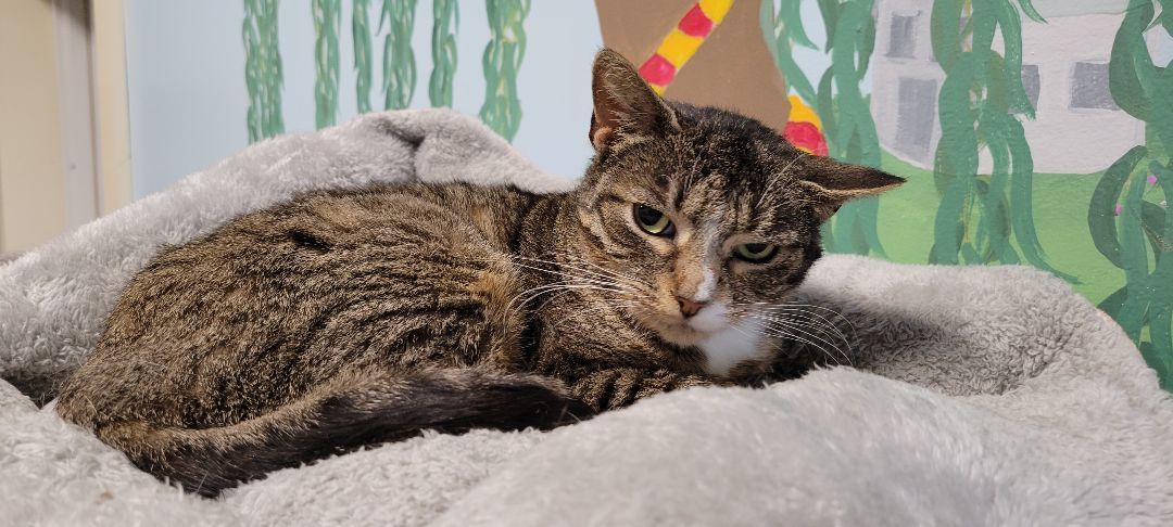 Figgy Pudding, a Adoptable Domestic Short Hair in Tioga, PA image 5/6