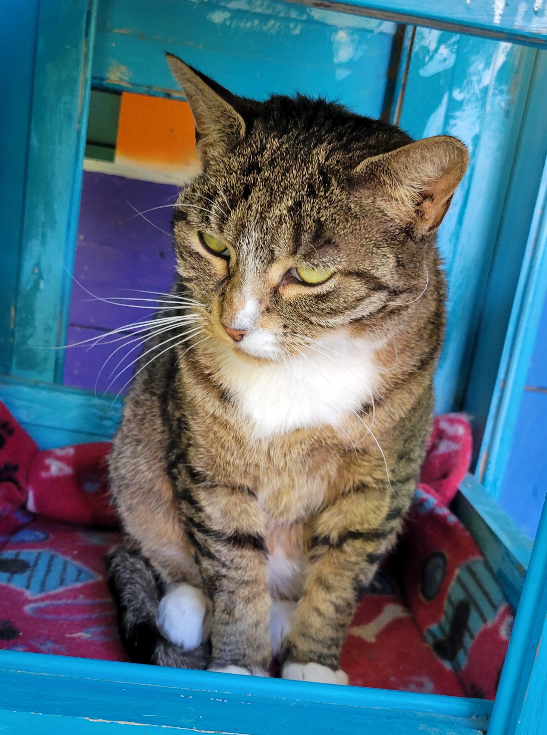 Figgy Pudding, a Adoptable Domestic Short Hair in Tioga, PA image 2/6