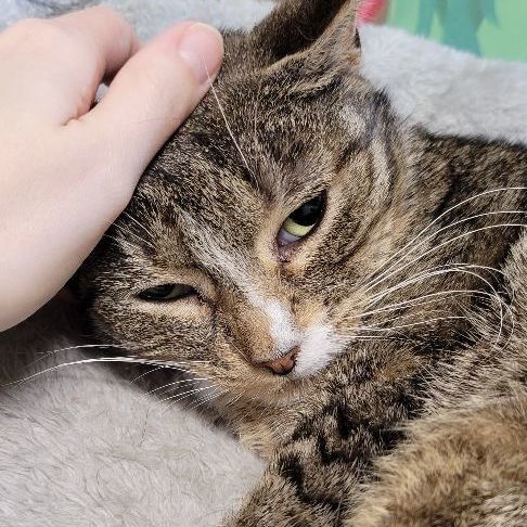 Figgy Pudding, a Adoptable Domestic Short Hair in Tioga, PA image 6/6