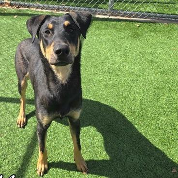 Enlarge Link, a Adoptable Doberman Pinscher in Long Beach, CA image 1/1