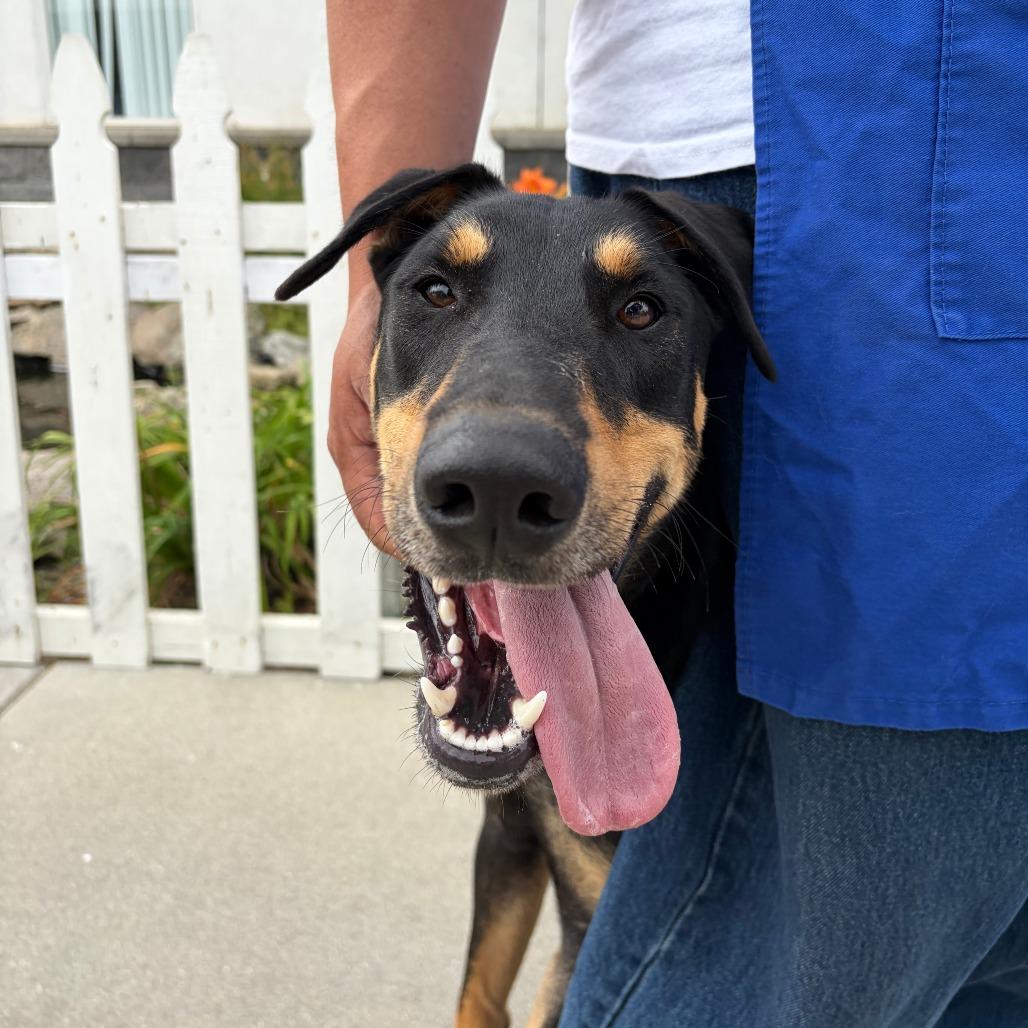 Link, a Adoptable Doberman Pinscher in Long Beach, CA image 1/6