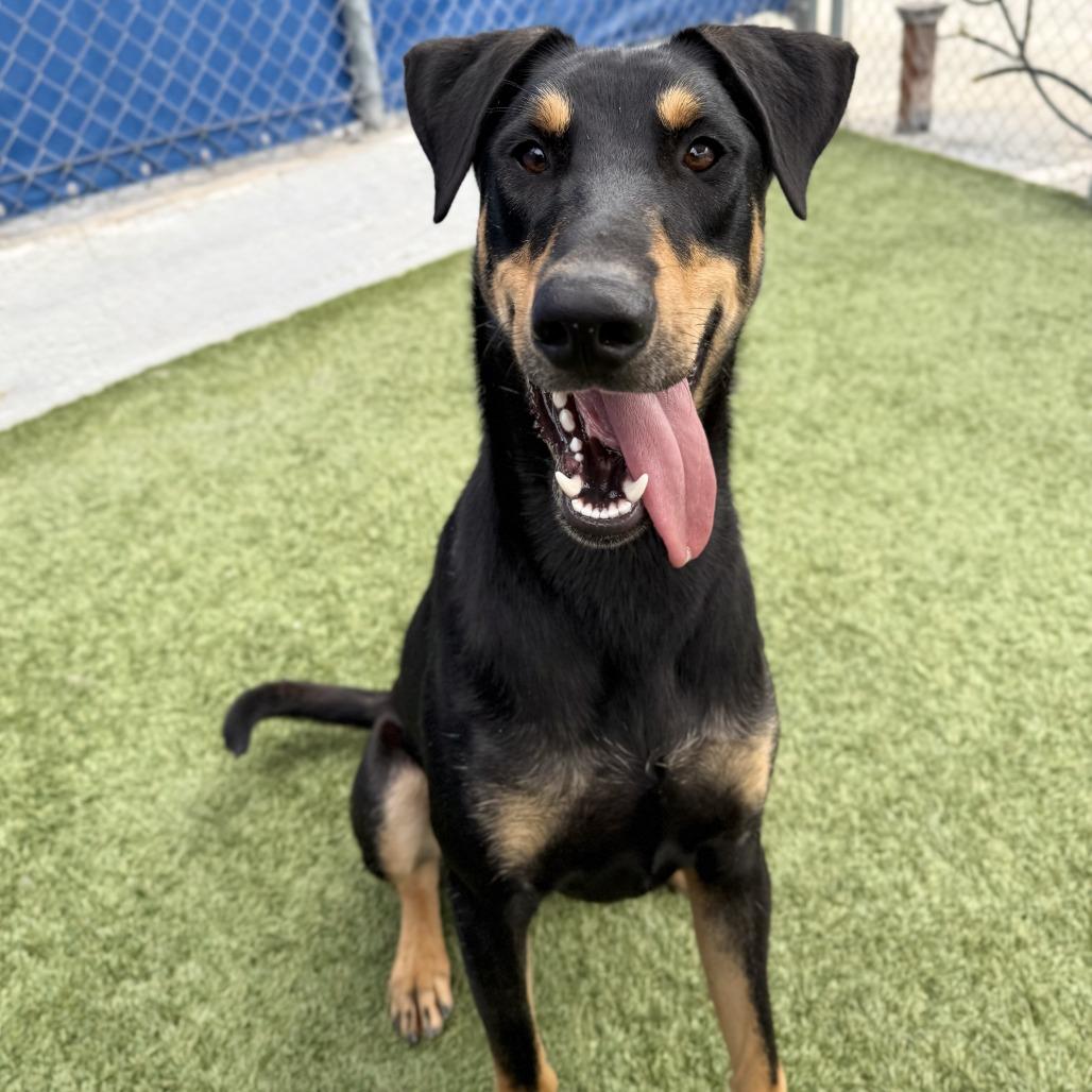 Link, a Adoptable Doberman Pinscher in Long Beach, CA image 2/4