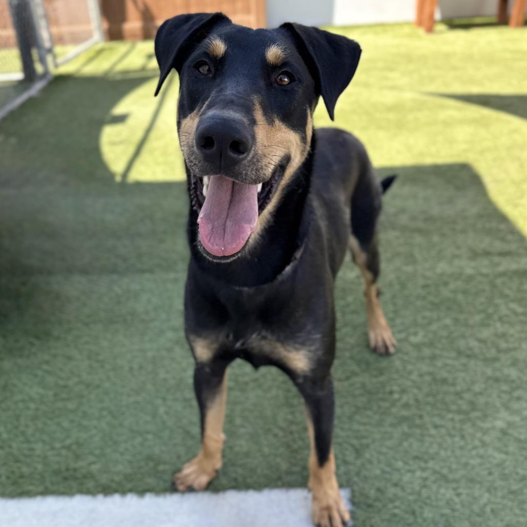Link, a Adoptable Doberman Pinscher in Long Beach, CA image 2/2