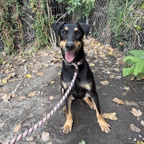 Link, a Adoptable Doberman Pinscher in Long Beach, CA image 5/6
