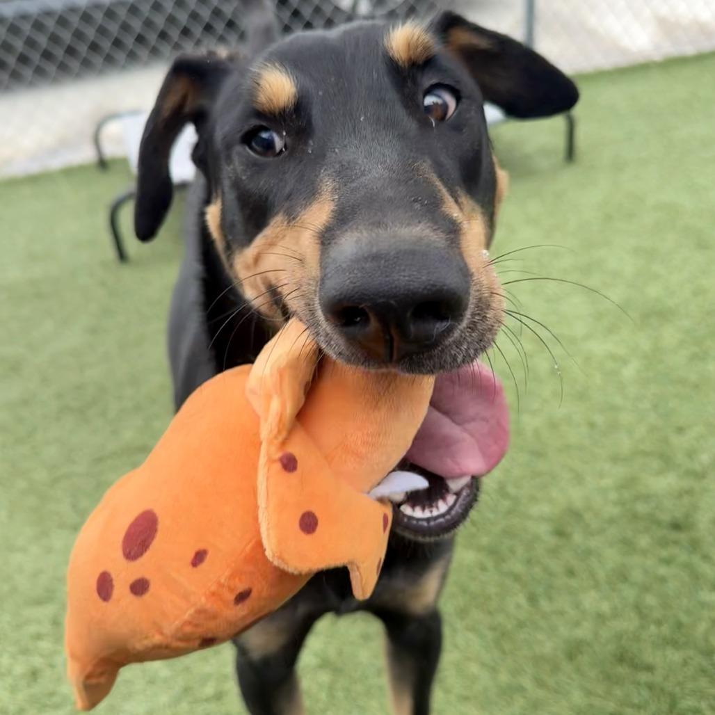 Link, a Adoptable Doberman Pinscher in Long Beach, CA image 4/4