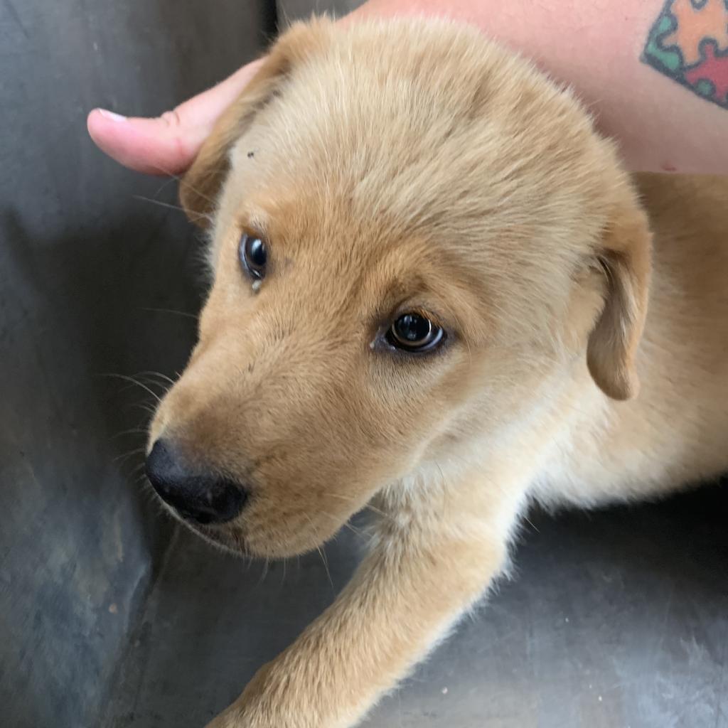 Darla, Adoptable, Adult Female Retriever & Shepherd.