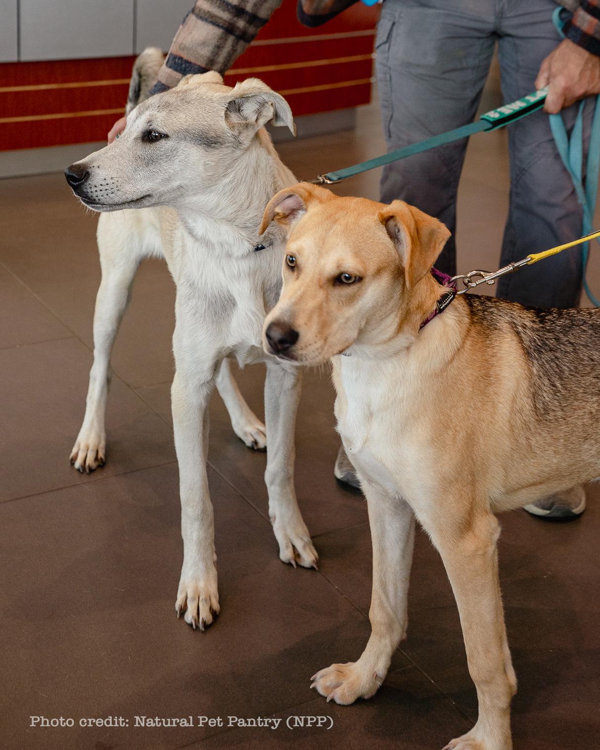 Enlarge Tulee (River litter), a Adoptable mixed breed in Silvana, WA image 4/6