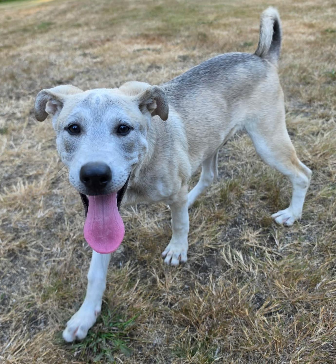 Tulee (River litter), a Adoptable Mixed Breed in Silvana, WA image 3/6