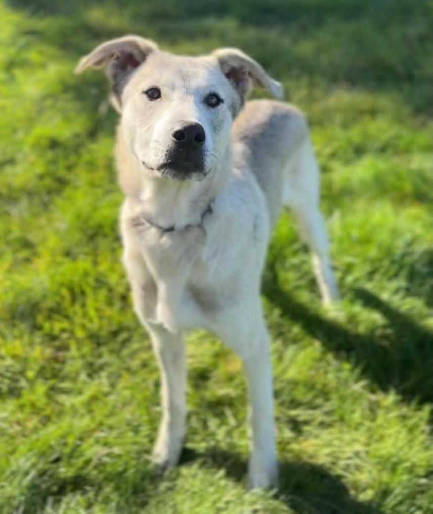 Tulee (River litter), Adoptable, Puppy Male Husky & American Staffordshire Terrier.