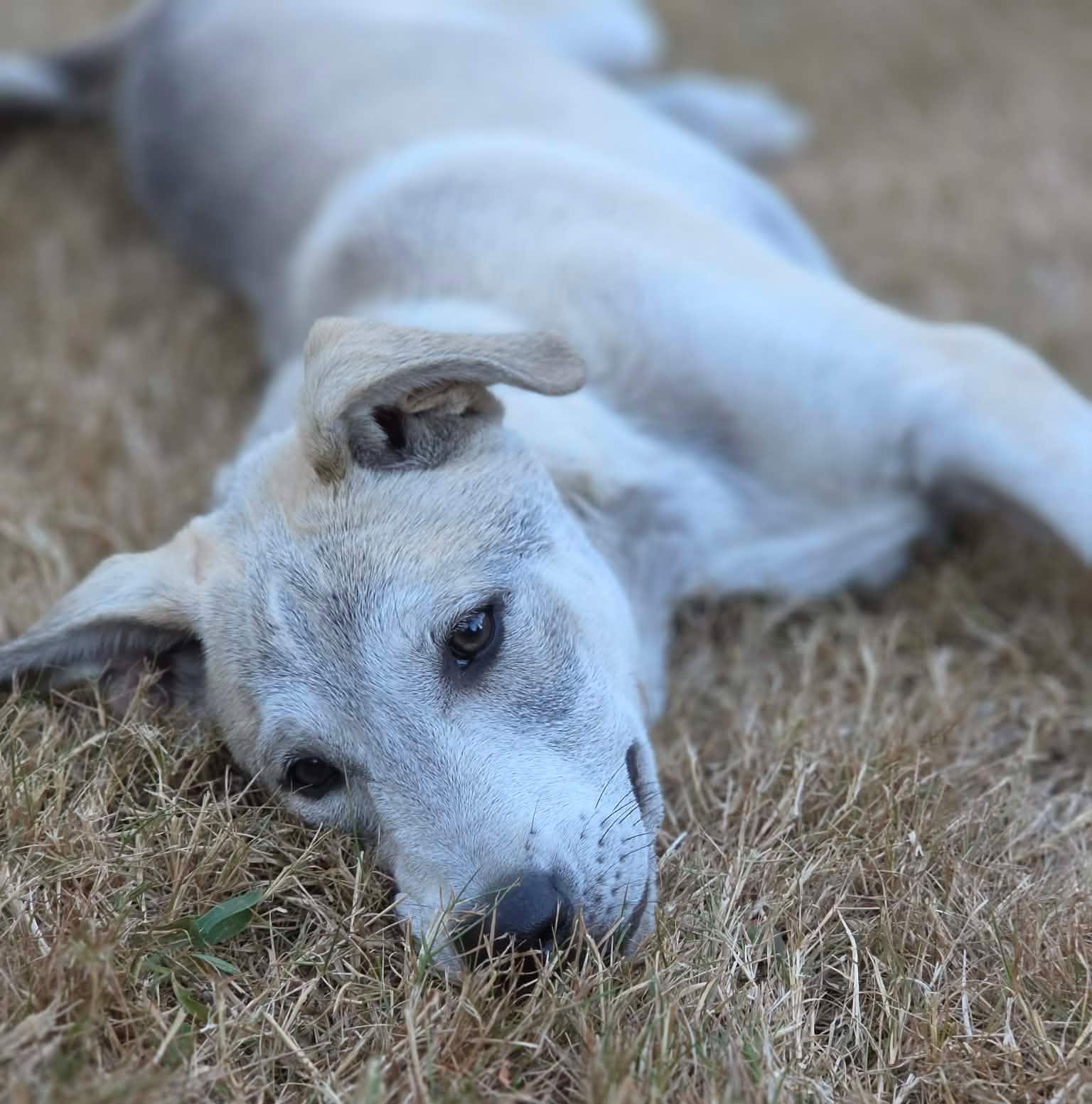 Tulee (River litter), a Adoptable Mixed Breed in Silvana, WA image 2/6