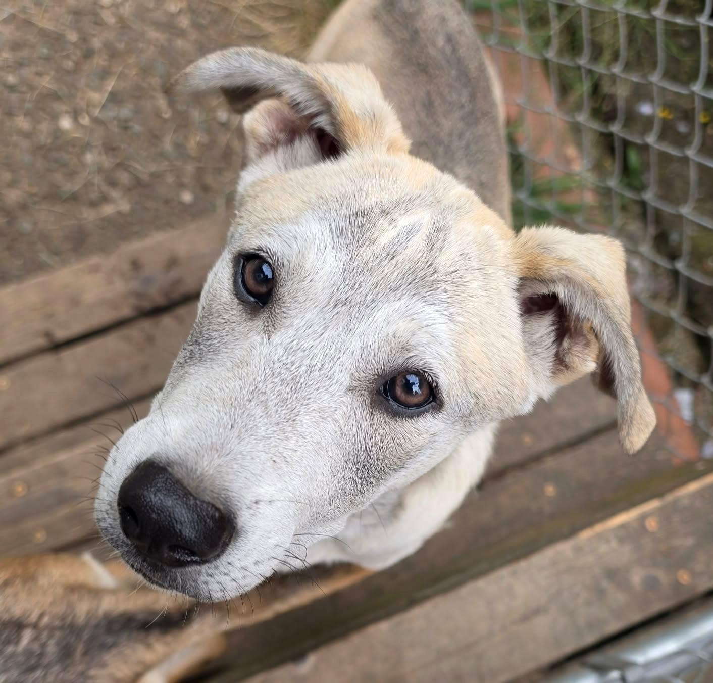 Tulee (River litter), a Adoptable Mixed Breed in Silvana, WA image 4/6