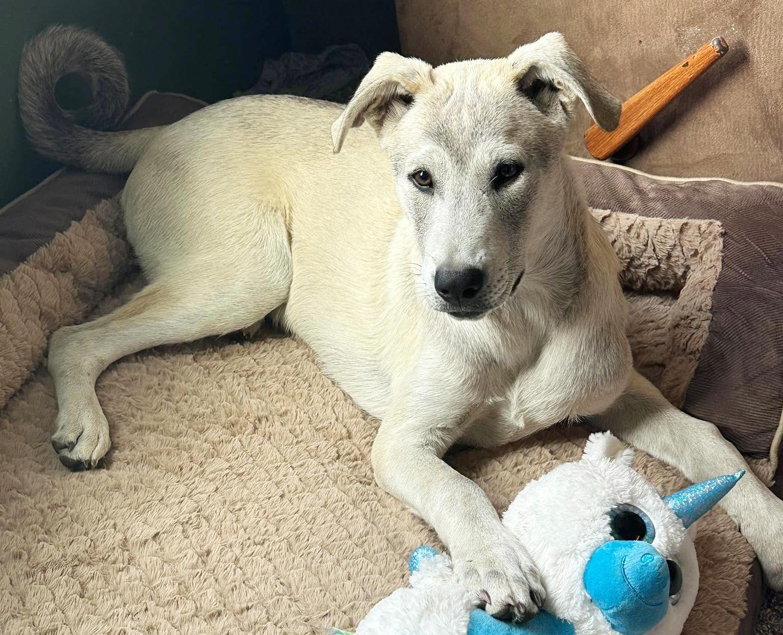 Enlarge Tulee (River litter), a Adoptable Mixed Breed in Silvana, WA image 2/6