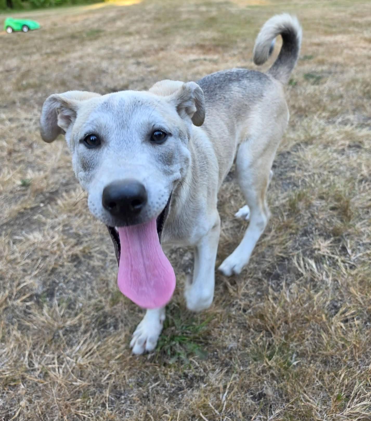 Tulee (River litter), a Adoptable Mixed Breed in Silvana, WA image 5/6