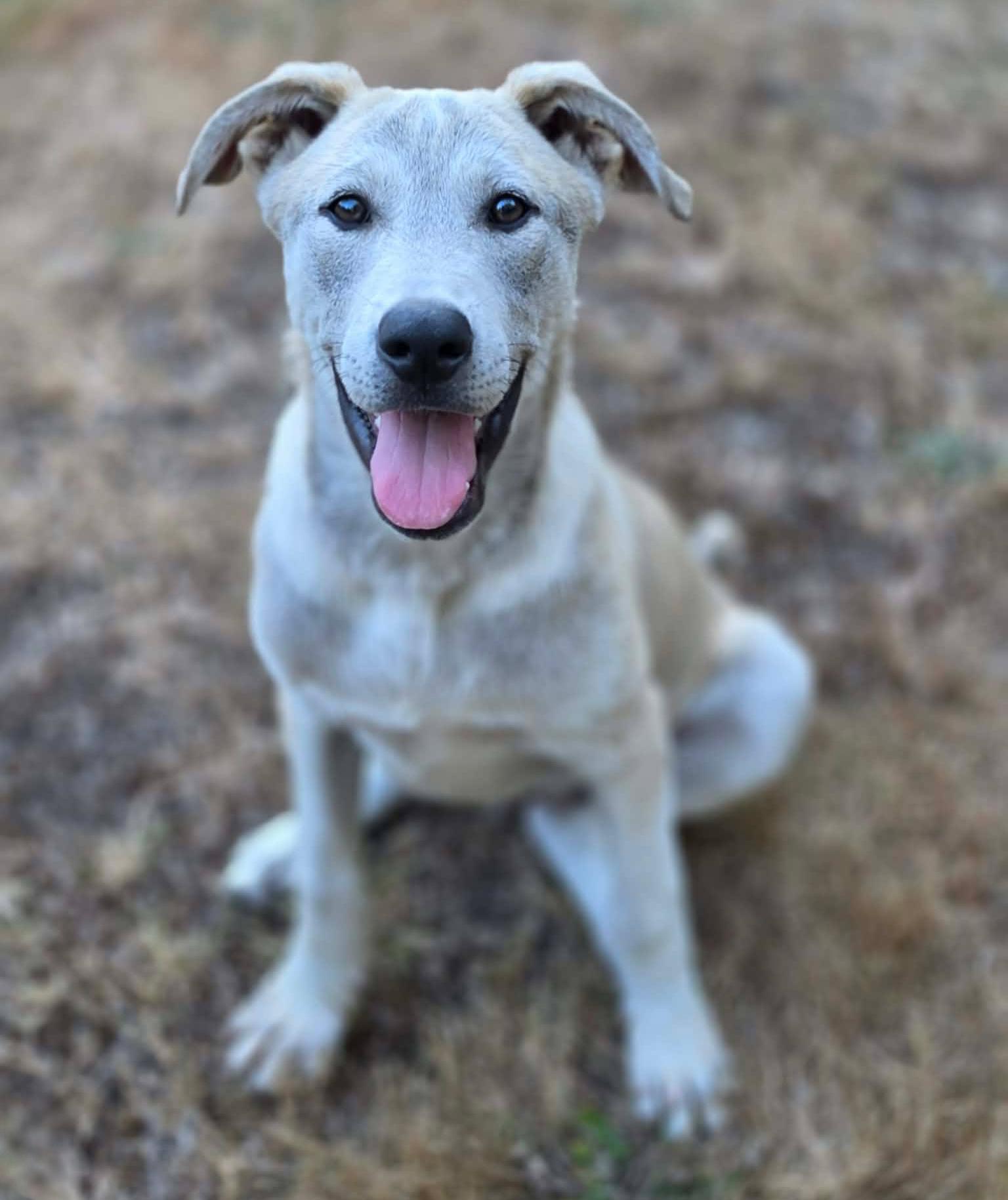 Tulee (River litter), Adoptable, Puppy Male Mixed Breed.