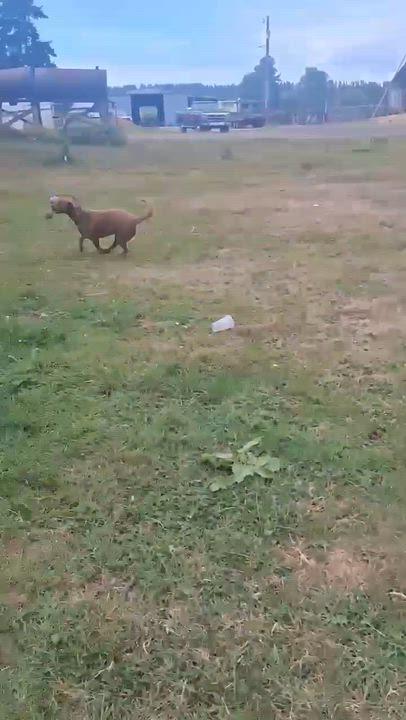 Enlarge Tulee (River litter), a Adoptable Mixed Breed in Silvana, WA video 6/6