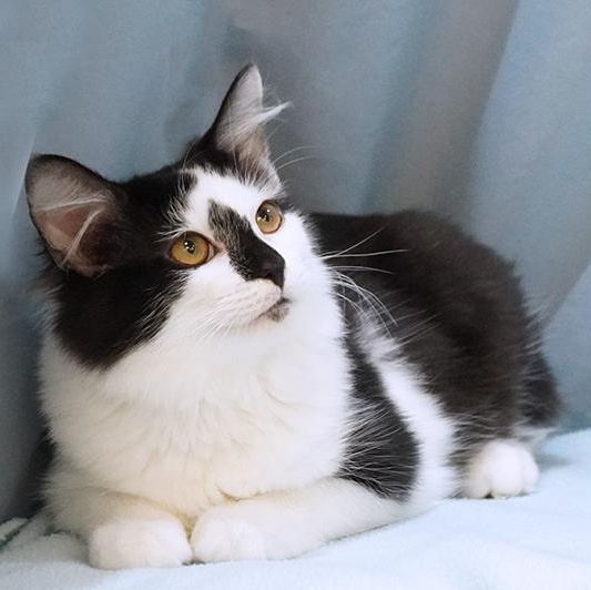 Mojo, Adoptable, Young Male Domestic Medium Hair.