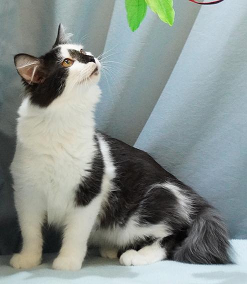 Enlarge Mojo, a Adoptable mixed breed in Maynardville, TN image 2/6