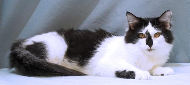 Enlarge Mojo, a Adoptable mixed breed in Maynardville, TN image 3/6