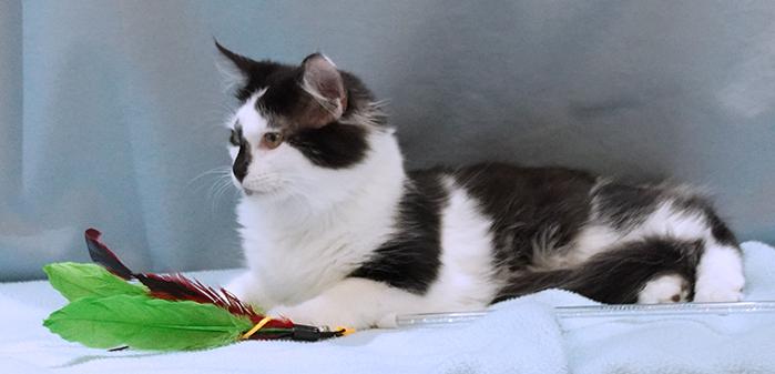 Enlarge Mojo, a Adoptable mixed breed in Maynardville, TN image 4/6