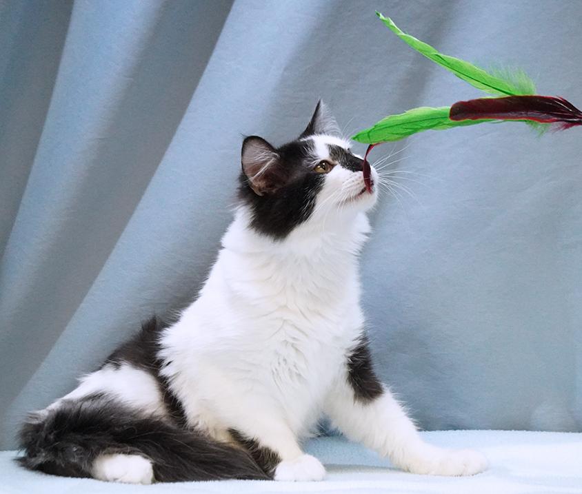 Enlarge Mojo, a Adoptable mixed breed in Maynardville, TN image 5/6