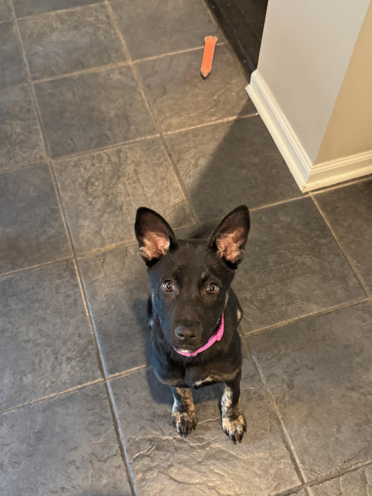 Jovi, a ADOPTABLE Mixed Breed in Schaumburg, IL image 4/6