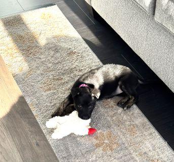 Enlarge Jovi, a ADOPTABLE Mixed Breed in Schaumburg, IL image 5/6