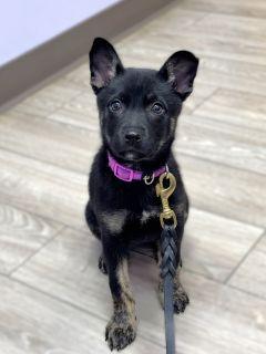 Enlarge Jovi, a ADOPTABLE Mixed Breed in Schaumburg, IL image 2/6