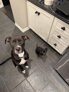 Enlarge Jovi, a ADOPTABLE Mixed Breed in Schaumburg, IL image 3/6