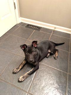 Jovi, a ADOPTABLE Mixed Breed in Schaumburg, IL image 6/6