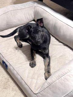 Jovi, a ADOPTABLE Mixed Breed in Schaumburg, IL image 3/6