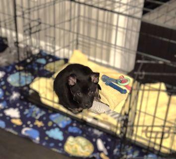 Enlarge Jovi, a ADOPTABLE Mixed Breed in Schaumburg, IL image 4/6