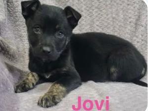 Enlarge Jovi, a ADOPTABLE Mixed Breed in Schaumburg, IL image 6/6