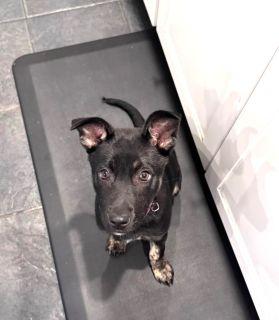 Jovi, a ADOPTABLE Mixed Breed in Schaumburg, IL image 5/6