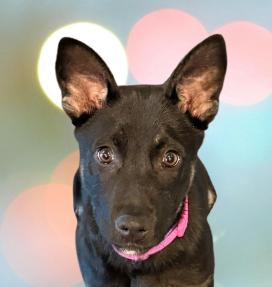 Jovi, a ADOPTABLE Mixed Breed in Schaumburg, IL image 1/6