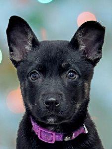 Enlarge Jovi, a ADOPTABLE Mixed Breed in Schaumburg, IL image 1/6