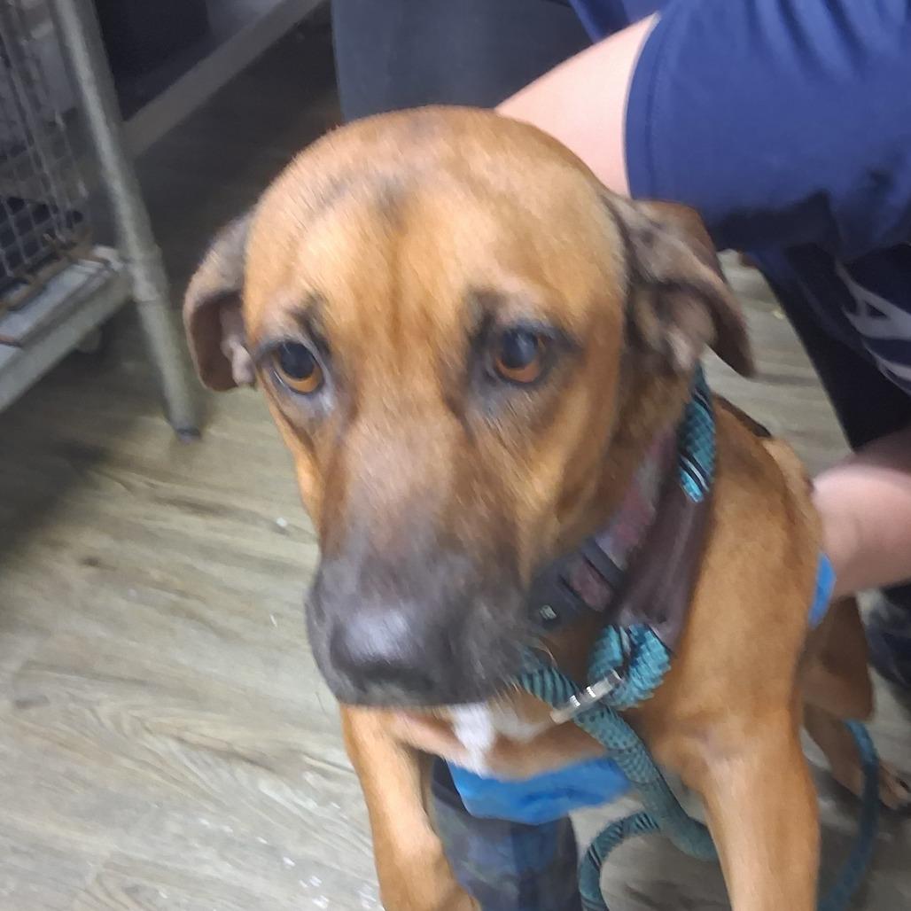 Chloe, Adoptable, Adult Female Mixed Breed.
