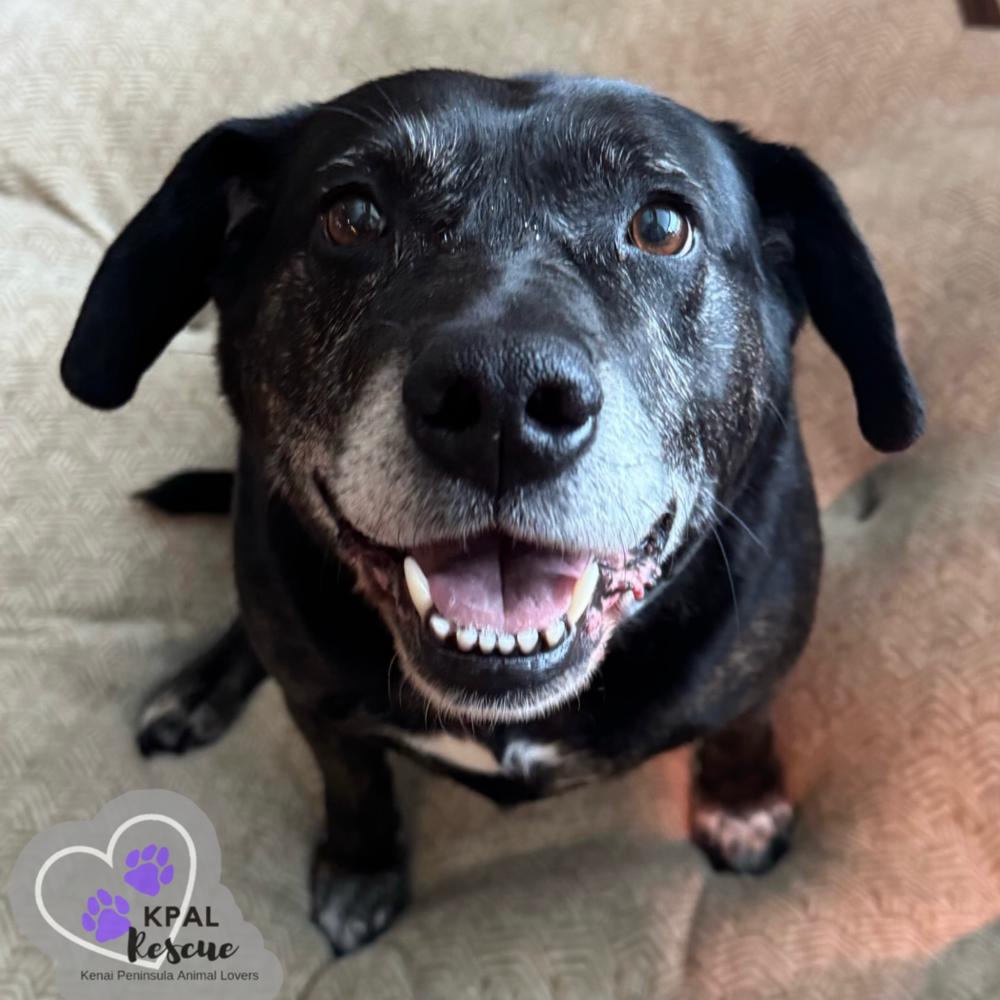 Enlarge Luna, a Adoptable mixed breed in Kenai, AK image 1/3