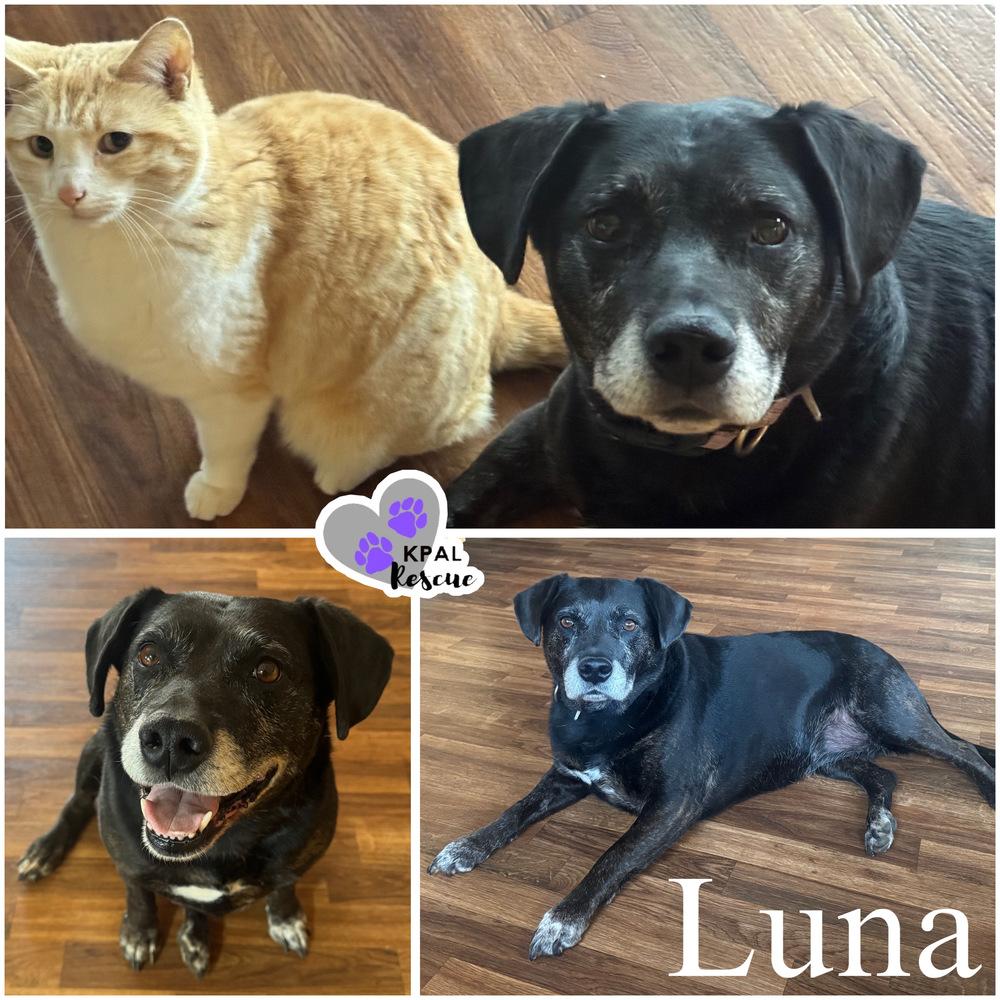 Enlarge Luna, a Adoptable mixed breed in Kenai, AK image 2/6