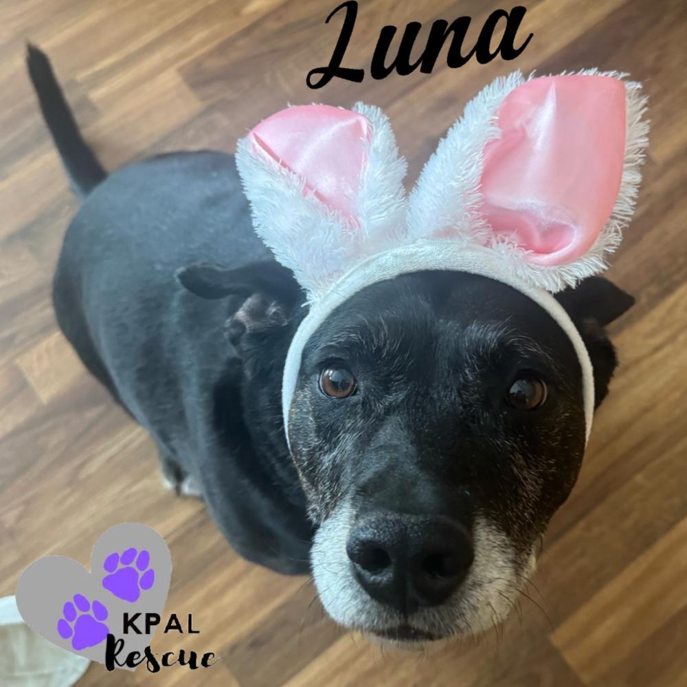 Enlarge Luna, a Adoptable mixed breed in Kenai, AK image 2/4