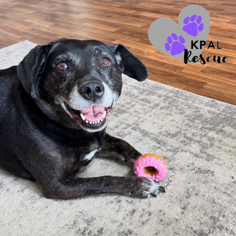 Enlarge Luna, a Adoptable mixed breed in Kenai, AK image 4/6